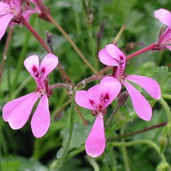 花苗 ペラルゴニウム■良品花壇苗■ペラルゴニウムパールピンク3個セット