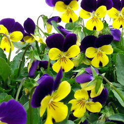 花苗ビオラ■良品花壇苗■ワダフラワーのビオライエロージャンプアップ10．5cmポット苗5個セット