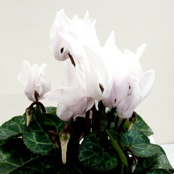 花苗 シクラメン■良品花壇苗■イッセイさんのガーデンシクラメンホワイト