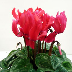 花苗 シクラメン■良品花壇苗■イッセイさんのガーデンシクラメンレッド