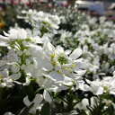 ■新鮮花壇苗■宿根イベリス9〜10.5cmポット苗