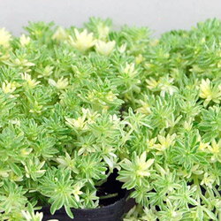 楽天市場 多肉植物 セダム斑入り細葉万年草ミルクゥージ９ｃｍポット苗 ペットエコ ザガーデン楽天市場店