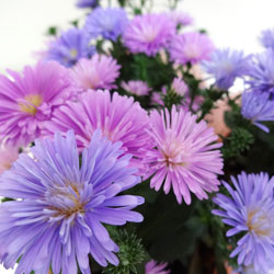 ■新鮮花壇苗■八重咲き宿根アスターアスター　ミックス10．5cmポットのサムネイル