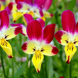 【ご予約商品♪ご予約区分B】■見元園芸さんのビオラ＆パンジー■ビオラ「太陽のアンジェ」10．5cmポット苗見元（みもと）園芸のサムネイル