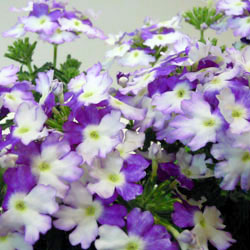 ■良品花壇苗■香りワダフラワーの栄養系バーベナ ブルー＆ホワイト10．5cmポット苗のサムネイル