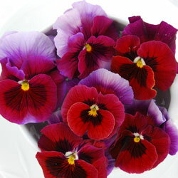 【ご予約商品♪ご予約区分B】■花苗うえたさんのビオラ＆パンジー■ビオラ「レインボーウェーブ」USA10．5cmポット苗のサムネイル