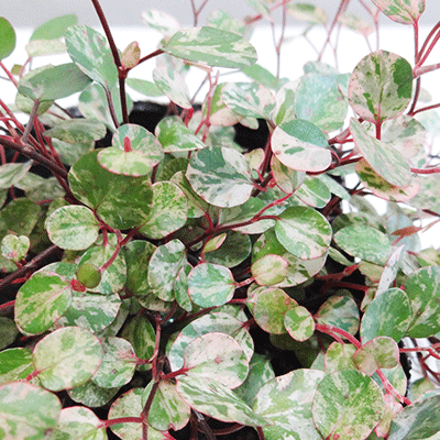 ワイヤープランツの育て方 植え付けから増やし方のコツまで徹底解説 暮らし の