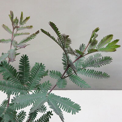 ■良品庭木■ミモザアカシアプルプレア10．5cmポット苗のサムネイル