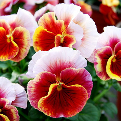 【ご予約商品♪ご予約区分B】■花苗うえたさんのビオラ＆パンジー■ビオラ「レインボーウェーブ」マーメイド10．5cmポット苗（色幅のある品種です。）のサムネイル