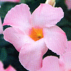 マンデビラ■　花壇苗　■マンデビラ　アリスデライト10.5cmポット苗 3個セット