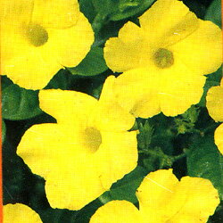 マンデビラ■　花壇苗　■マンデビラ　サマーブーケ10.5cmポット苗 3個セット