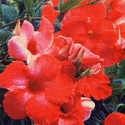 マンデビラ■　花壇苗　■マンデビラ　レッドインパクト10.5cmポット苗 3個セット