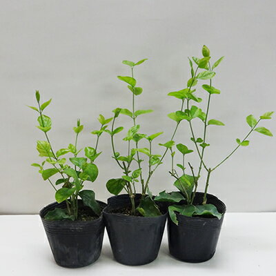 マツリカ 植物図鑑