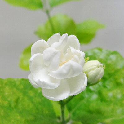 マツリカ 植物図鑑