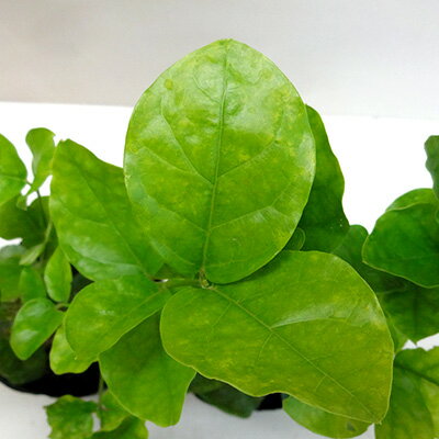 マツリカ 植物図鑑