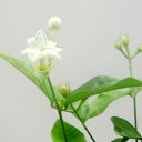 ■新鮮花壇苗■マツリカジャスミンアラビアジャスミンピカケ10．5cmポット苗