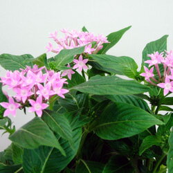 ■新鮮花壇苗■ペンタス ピンク