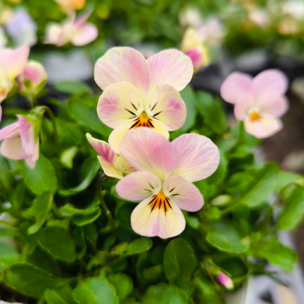 □ビオレッタ□　FLOWER HEARTSさんのビオラ　小輪ビオラ　ビオレッタ　ドランクレモネード　10．5cmポット苗　色幅のある品種ですのサムネイル