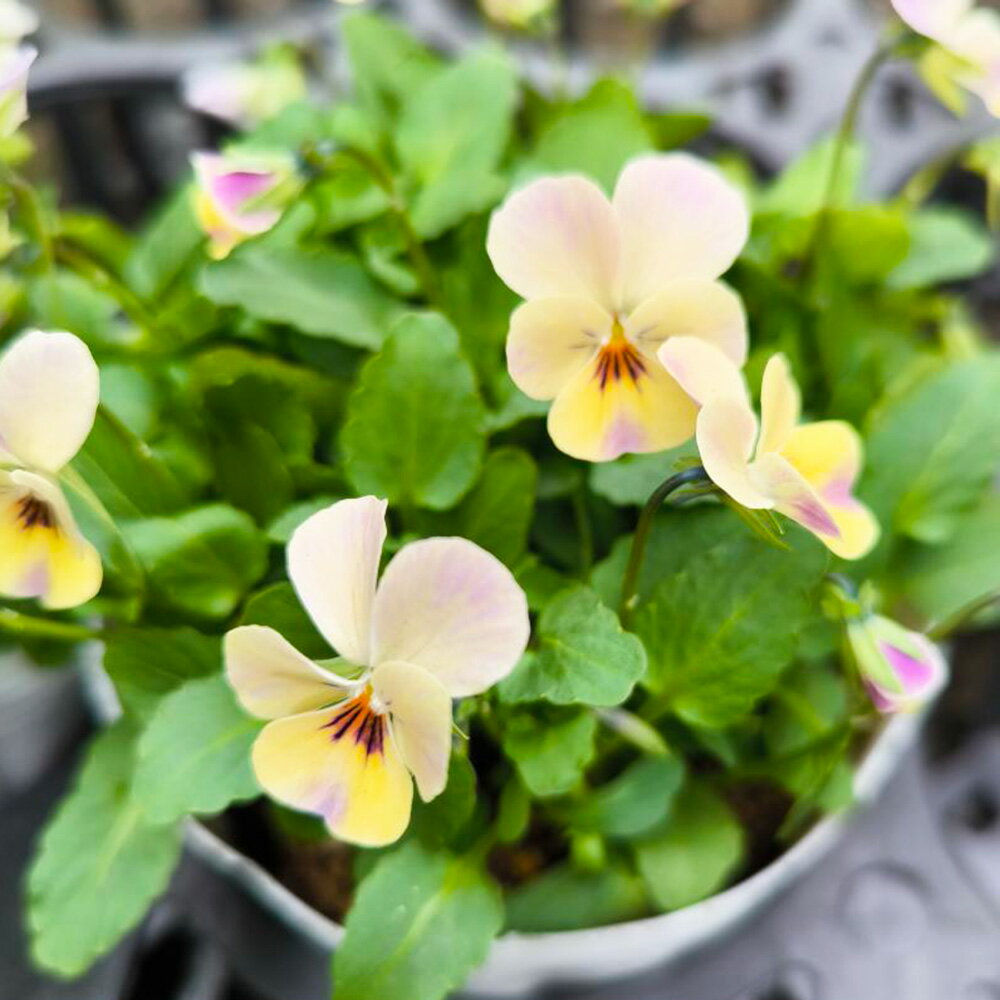 □ビオレッタ□　FLOWER HEARTSさんのビオラ　小輪ビオラ　ビオレッタ　ピルエット　10．5cmポット苗　色幅のある品種ですのサムネイル