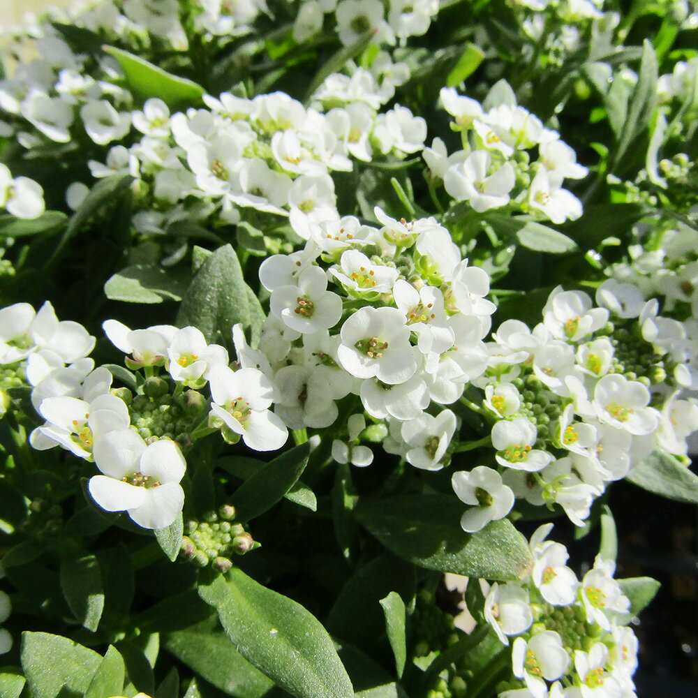 ■新鮮花壇苗■アリッサム ホワイト 10．5cmポット苗