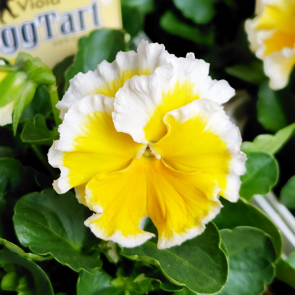 □エッグタルト□　再入荷！　サトウ園芸さんのビオラ　エッグタルト　10．5cm硬質ポット苗　多少の色幅のある品種です！