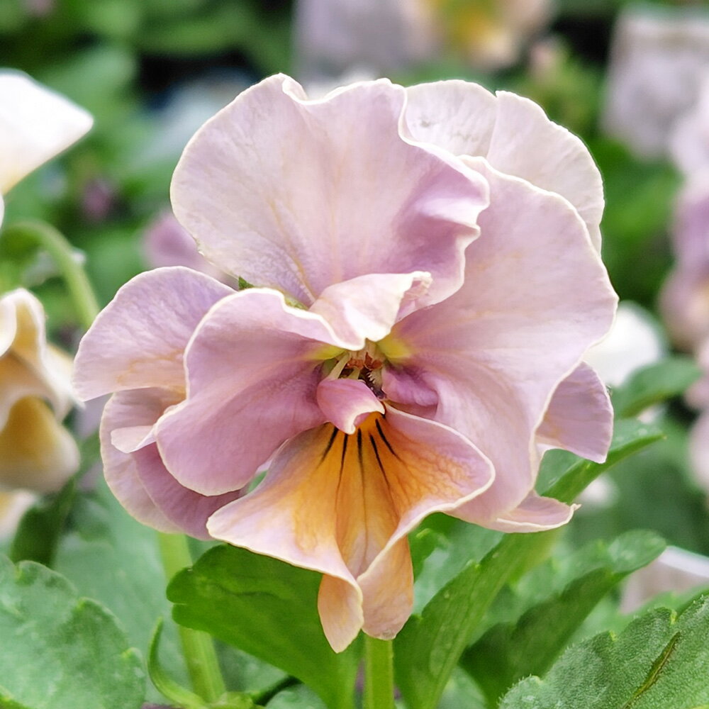 □プチトリアノン□　サトウ園芸さんのビオラ　プチトリアノン　ローランサングレー　10．5cm硬質ポット苗　多少の色幅のある品種です！のサムネイル