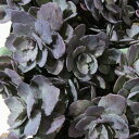 □多肉植物□ カラフルな超耐寒性セダム セダム ブルーエルフ 4号ポット苗