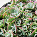 □多肉植物□ カラフルな超耐寒性セダム セダム ライムジンガー 4号ポット苗