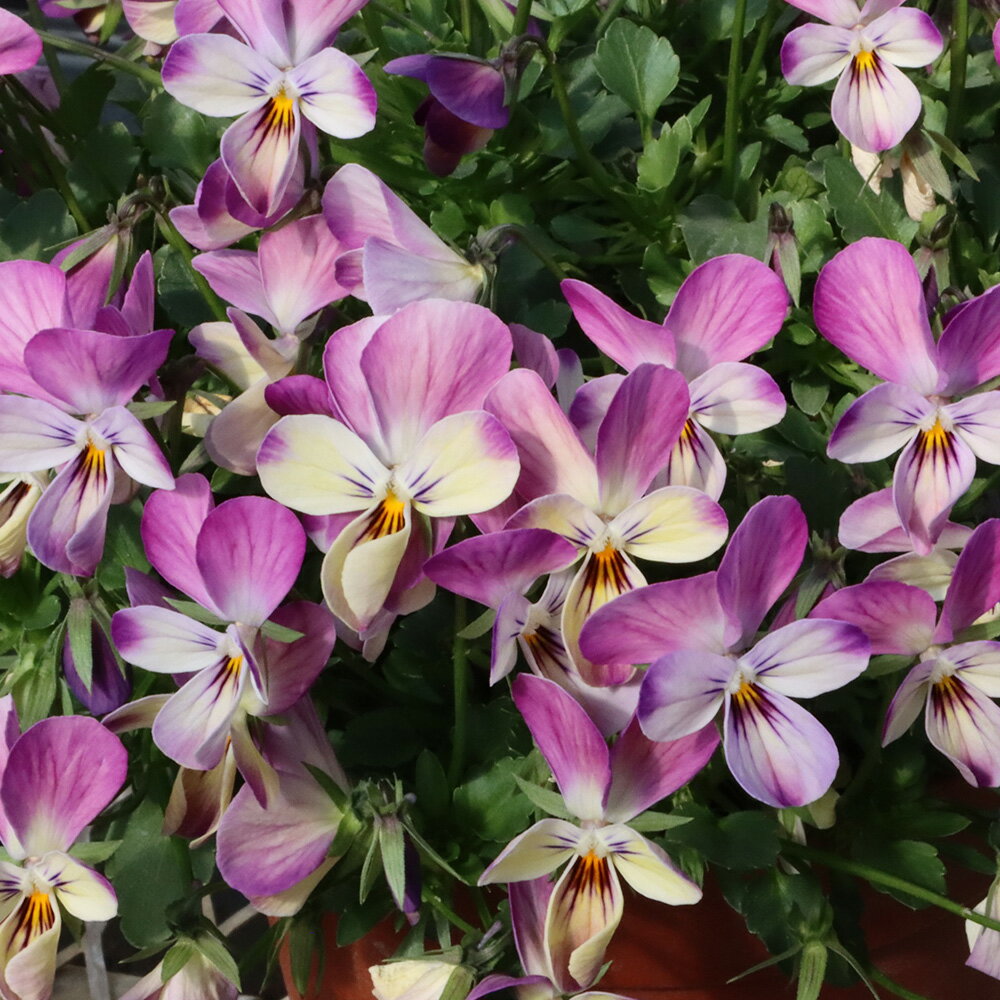 □みもとビオラ□　見元園芸×花日和コラボ品種　ラビットタイプビオラ　ミシェルラビン　10．5cmポットのサムネイル