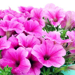 オフシーズン■新鮮花壇苗■ペチュニア　ピンク10．5cmポット