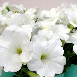 オフシーズン■新鮮花壇苗■ペチュニア　ホワイト10．5cmポット