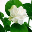 ■新鮮花壇苗■ジャスミン八重咲きマツリカ　グランド　デュークオブタスカニー3．5号ポット苗