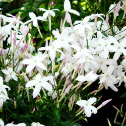 ■新鮮花壇苗■ハゴロモジャスミン9〜10．5cmポット苗