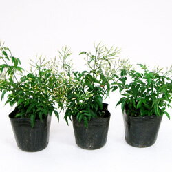 楽天市場 新鮮花壇苗 ハゴロモジャスミン９ １０ ５cmポット苗 ペットエコ ザガーデン楽天市場店