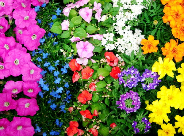 ■新鮮花壇苗■かわいい花苗おまかせ20個セット5種×4個ずつ春〜夏花壇用花苗