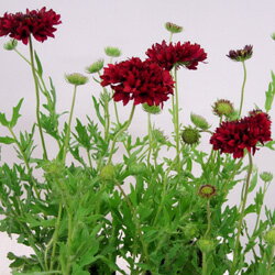 オフシーズン■新鮮花壇苗■ガイラルディアレッドプルーム10．5cmポットのサムネイル