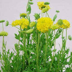 オフシーズン　春の花壇苗■新鮮花壇苗■ガイラルディアプルーム　イエロープルーム10．5cmポットのサムネイル
