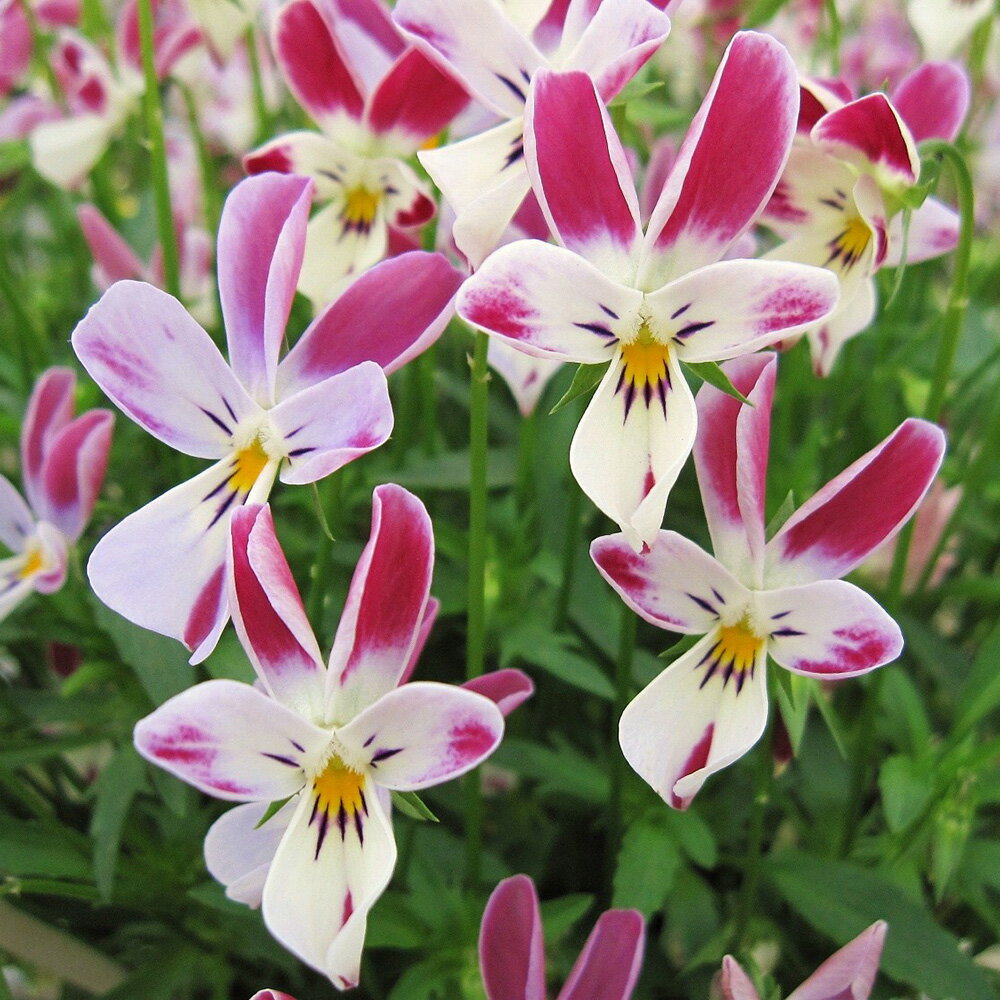 【ご予約商品♪ご予約区分B】■見元園芸さんのビオラ＆パンジー■ビオラ「あかね色のメイ」10．5cmポット見元（みもと）園芸のサムネイル