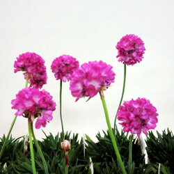 ■新鮮花壇苗■アルメリア　エンゼルボール10．5cmポット苗のサムネイル