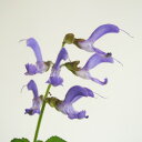 ■宿根草■サルビア ミルティオリザ タンジン・丹参10.5cmポット苗 その1