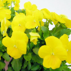 オフシーズン■良品花壇苗■秋山さんのビオラペニークリアイエロー10．5cmポット