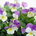 オフシーズン■良品花壇苗■秋山さんのビオラホワイトパープルウィング10．5cmポット
