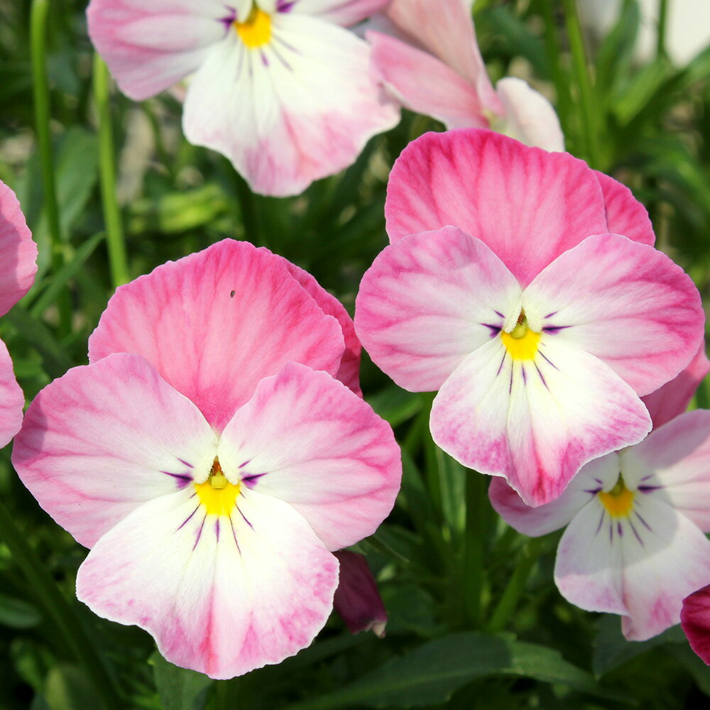 【ご予約商品♪ご予約区分B】■見元園芸さんのビオラ＆パンジー■ビオラ「春るるる」10．5cmポット苗見元（みもと）園芸のサムネイル