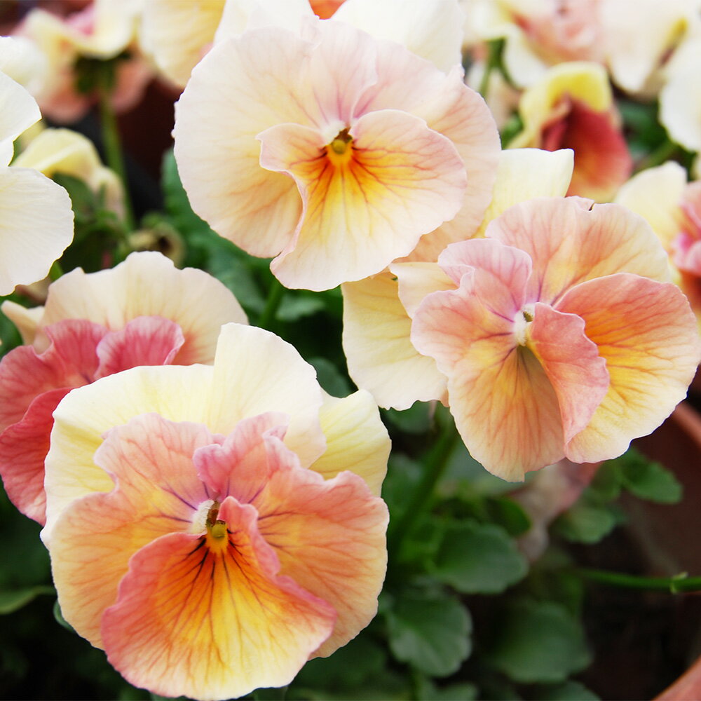 【ご予約商品♪ご予約区分B】■花苗うえたさんのビオラ＆パンジー■パンジー「シフォンピーチ」10．5cmポット苗のサムネイル