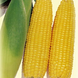 ■夏野菜苗■トウモロコシゴールドラッシュ実生苗　9cmポットのサムネイル