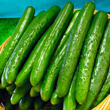 ■夏野菜苗■キュウリ　なるなる　接木　10．5cmポット苗のサムネイル