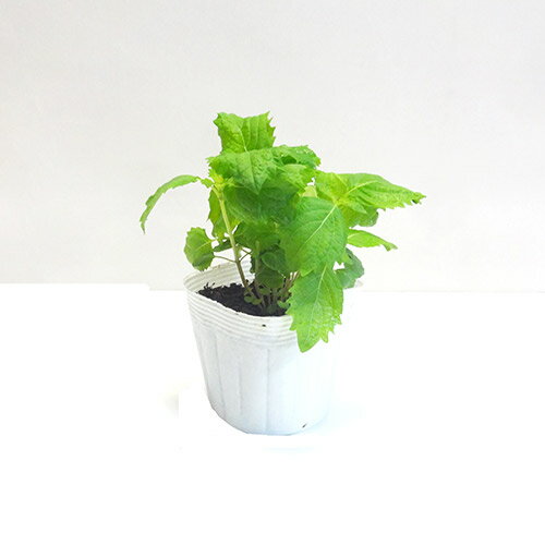ヨネヤマプランティション『夏野菜苗アオシソ大葉』