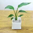 G■観葉植物■【送料無料】 オーガスタ11.5cm陶器鉢植え受け皿つきホワイト・ブラック【ギフト対応商品】