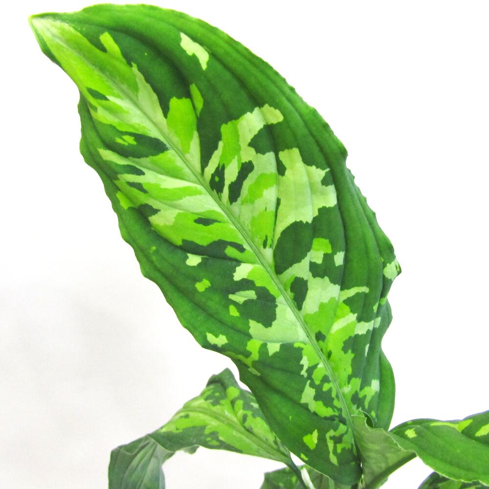■観葉植物■【現品販売】大株アグラオネマ　ピクタムAglaonema pictum9cmポット植えのサムネイル