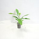 □観葉植物□ アンスリューム原種 アンスリウム グラシレ 2.5号ポット苗